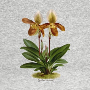 Cyripedium crossianum old plate T-Shirt